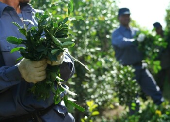 “Si no hay un margen de rentabilidad para el productor, no se va a empezar la zafriña en diciembre”