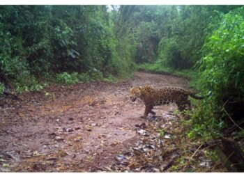 Realizan monitoreo en cercanías a la comunidad Perutí ante la presunta aparición de un yaguareté