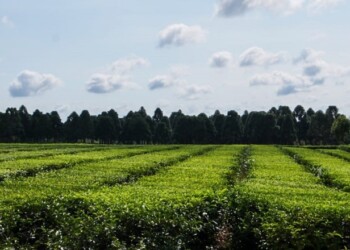 Posadas será escenario de la jornada regional sobre agricultura sostenible