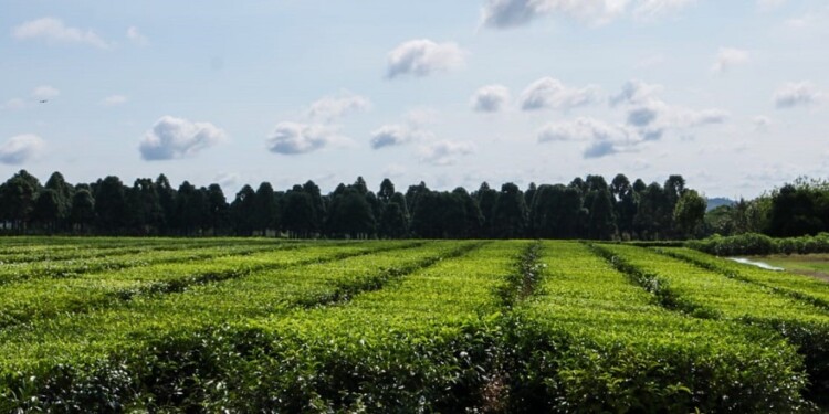 TEALES. Una decena de establecimientos elaboradores y acopiadores de té tienen como principal destino la exportación de sus productos orgánicos