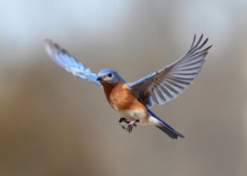 Ecosanación: Sostener el vuelo