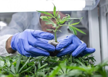 Nuevos despidos y nombramientos en la agencia de cannabis medicinal