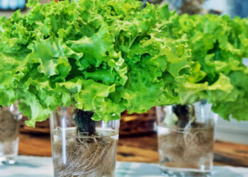 Diez plantas que se pueden cultivar en frascos en agua y en la casa