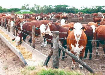 Las vacas subieron 35% en un mes,  aunque su carne lo hizo mucho menos