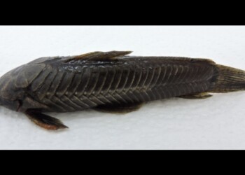 Peces del río Paraná: Hoplosternum littorale