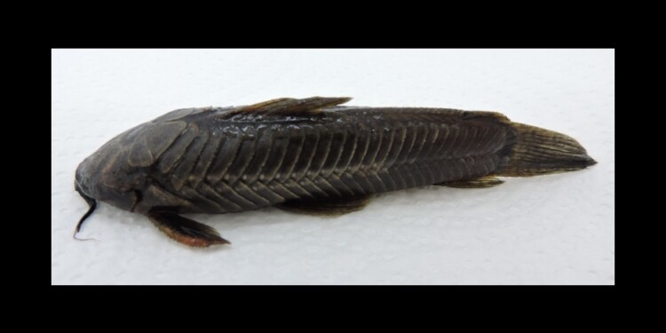 Hoplosternum littorale/ Foto: Lic. Danilo R. Aichino