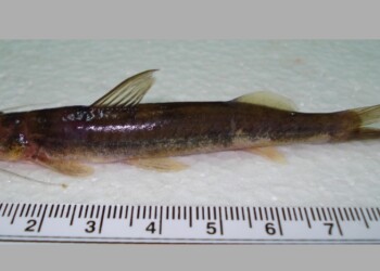 Peces del río Paraná: Imparfinis mishky