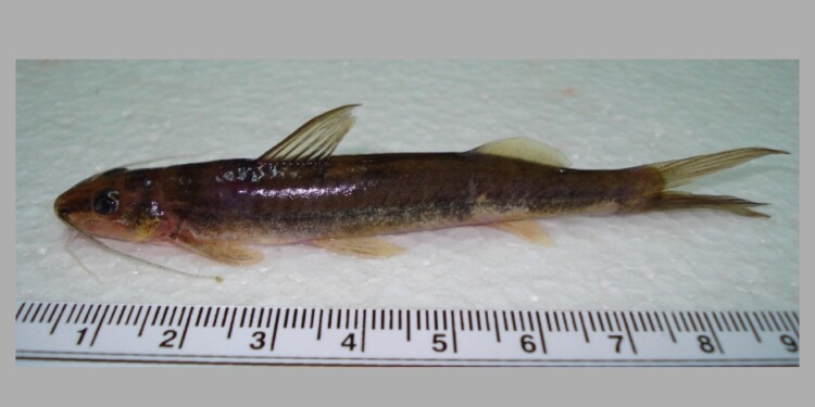 Imparfinis mishky / Foto: Lic. Danilo R. Aichino