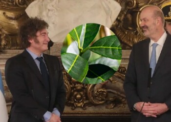 Yerba mate: Federico Sturzenegger celebró el desplome del precio de la hoja verde para el productor