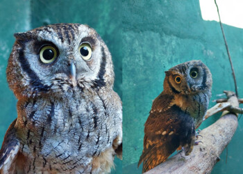 Rescataron en Salto Encantado a una lechuza que vivía en cautiverio