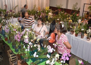 El encanto de las orquídeas conquista Posadas