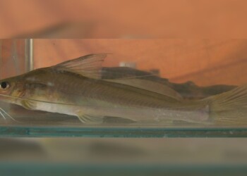 Peces del río Paraná: Pimelodella gracilis