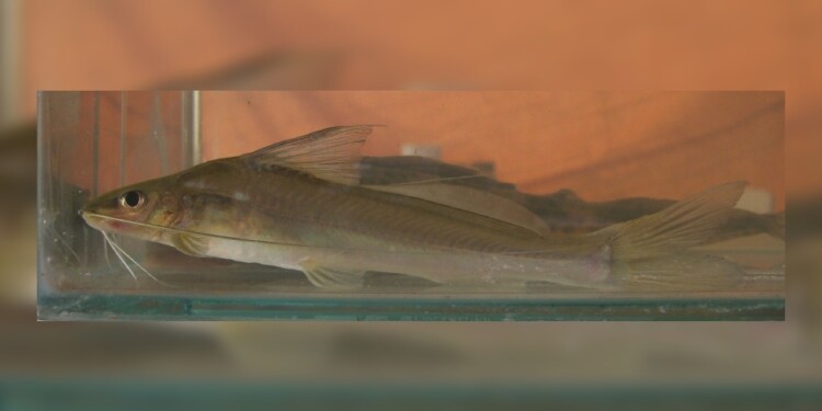 Pimelodella gracilis/ Foto: Lic. Danilo R. Aichino