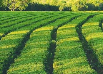 Nueva línea de créditos productivos para la industria tealera misionera