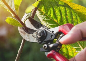Primavera: qué árboles frutales hay que podar en esa estación del año