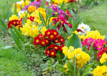 Qué consejos tener en cuenta al preparar tu jardín para la llegada de la primavera
