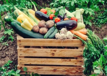 Consejos para mejorar la producción de hortalizas durante la primavera