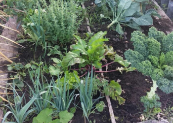 Comparten técnicas eficaces para gestionar las huertas