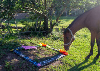 Misiones tendrá el primer Centro de Rescate y Rehabilitación de Equinos