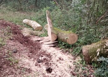 Comunidad mbya denunció deforestación y venta ilegal de tierras en Mártires
