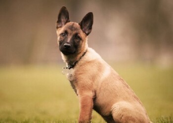 ¿Adiestrar un cachorro?