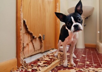 Mascotas: problemas que creo que tengo