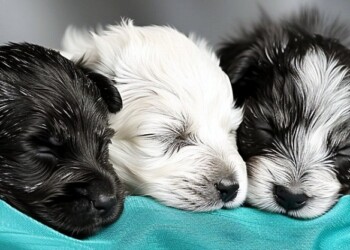 ¿Qué considerar antes de tener un perro?