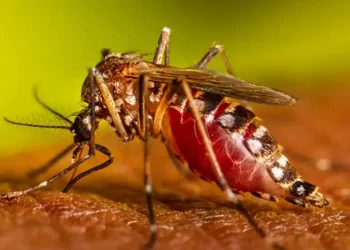 Katori Senko, de qué se trata el método japonés para evitar que la habitación se llene de mosquitos
