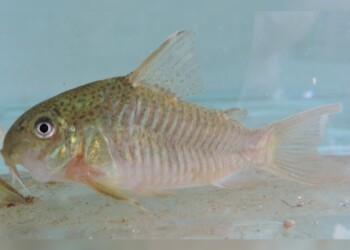 Peces del río Paraná: Hoplisoma polystictum