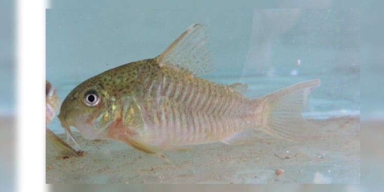 Hoplisoma polystictus / Foto Lic. Danilo R. Aichino