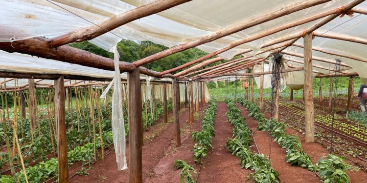 PÉRDIDAS. En la zona productiva de Roca el temporal “se llevó puestos” los invernaderos y afectó al tomate y la lechuga.