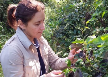 Primavera, tiempo de buen manejo de cultivos para evitar que se enfermen