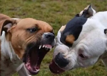 Pitbulls mataron a otro perro y dieron positivo para metanfetamina y cocaína