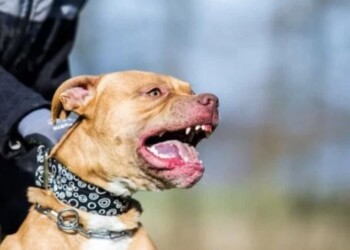 Niña de 10 años fue mordida por un pitbull en Misiones y debió ser operada