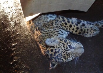 yaguareté atropellamiento 1