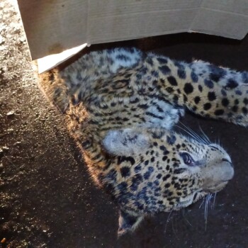 yaguareté atropellamiento 1