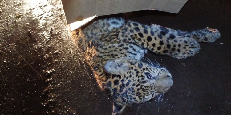 yaguareté atropellamiento 1