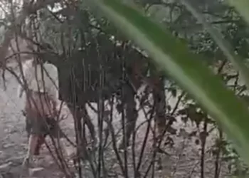 Zoofilia: sorprenden a mujer desnuda abusando a una yegua preñada