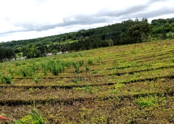 Ataque de ácaros sin precedentes causa enormes pérdidas en el té