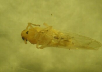 Detectaron las primeras chicharritas africanas en el país
