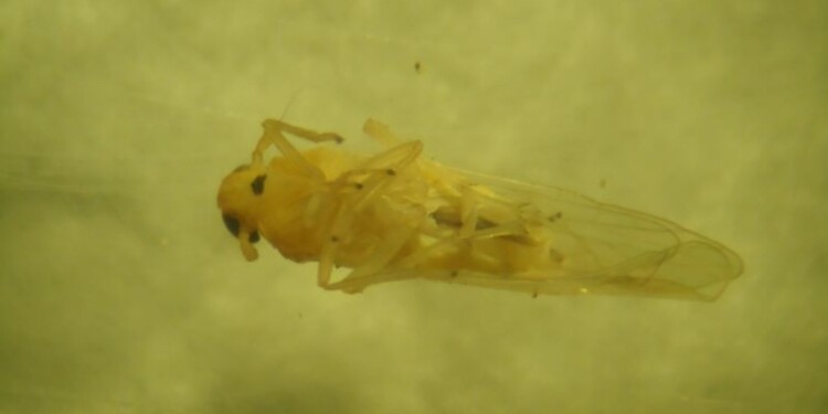 CARACTERÍSTICAS. La chicharrita africana es de color amarillento, con una longitud de entre 4 y 6 milímetros.