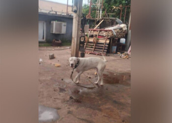 Vecinos de Itaembé Miní atemorizados tras el ataque de un perro dogo a una niña