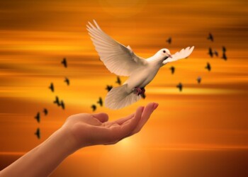 Construyamos una cultura de paz