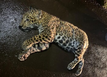 Muerte de la cachorra de yaguareté: revelan cuánto dinero cobró el testigo clave