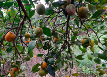 Eliminaron plantas de cítricos con HLB en dos localidades correntinas