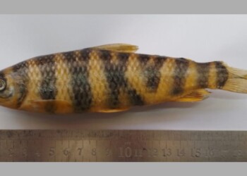 Peces del río Paraná: Leporinus tigrinus