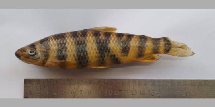 Leporinus tigrinus /Foto: Lic. Danilo R. Aichino