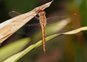 “Invasión” de libélulas sorprende a posadeños