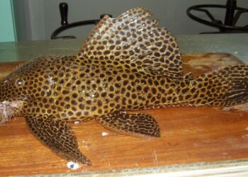 Peces del río Paraná: Megalancistrus parananus