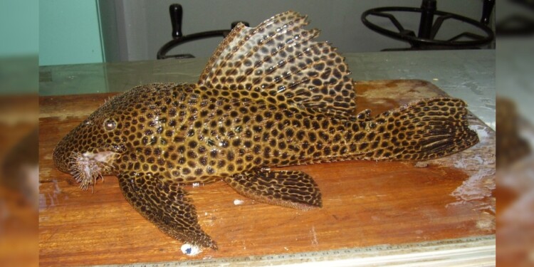 Megalancistrus parananus / Foto: Lic. Danilo R. Aichino